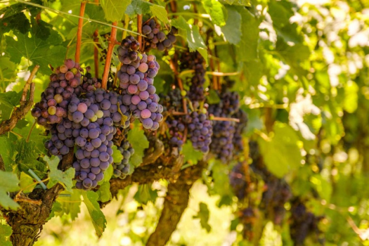 Tour Vale dos Vinhedos - Giordani Turismo