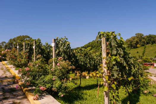 Tour Vale dos Vinhedos - Giordani Turismo