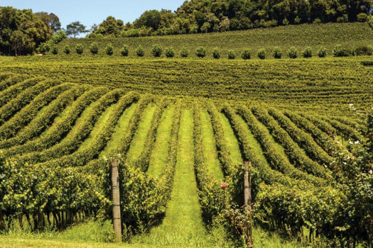 Tour Vale dos Vinhedos - Giordani Turismo