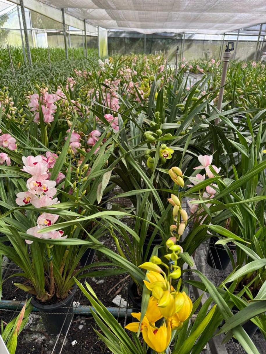 Orquidário Garibaldina